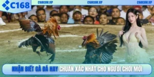 Nhận biết gà đá hay
